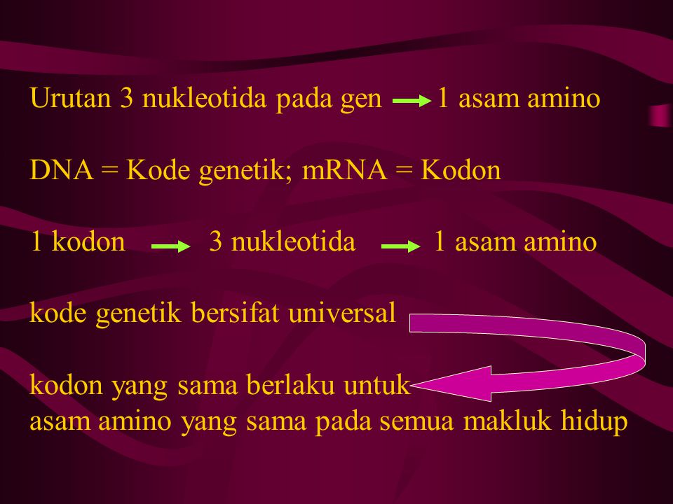 Urutan 3 nukleotida pada gen 1 asam amino DNA = Kode genetik; mRNA = Kodon 1 kodon 3 nukleotida 1 asam amino kode genetik bersifat universal kodon yang sama berlaku untuk asam amino yang sama pada semua makluk hidup