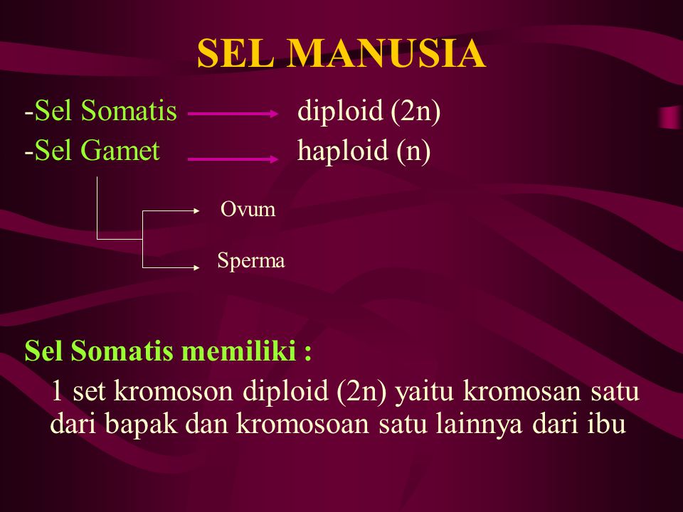 SEL MANUSIA -Sel Somatis diploid (2n) -Sel Gamet haploid (n)
