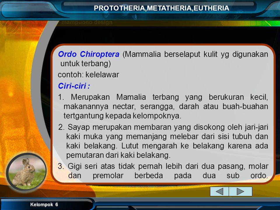 Ordo Chiroptera (Mammalia berselaput kulit yg digunakan untuk terbang)