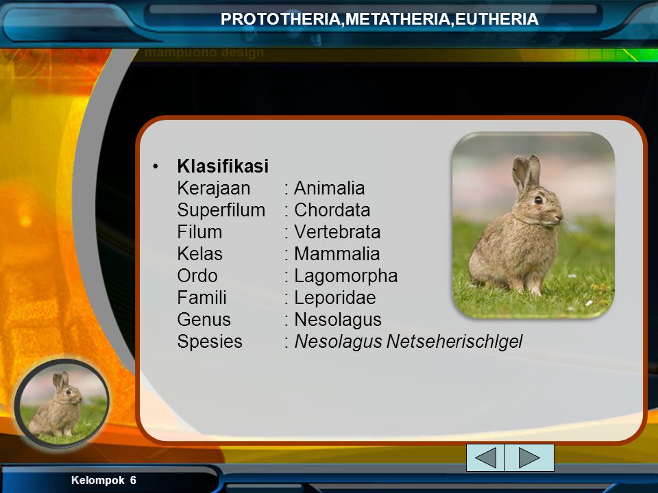 Klasifikasi Kerajaan. : Animalia Superfilum. : Chordata Filum