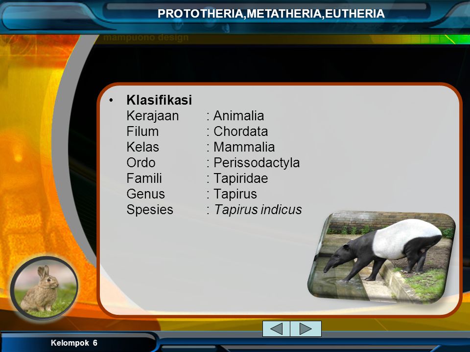 Klasifikasi Kerajaan. : Animalia Filum. : Chordata Kelas
