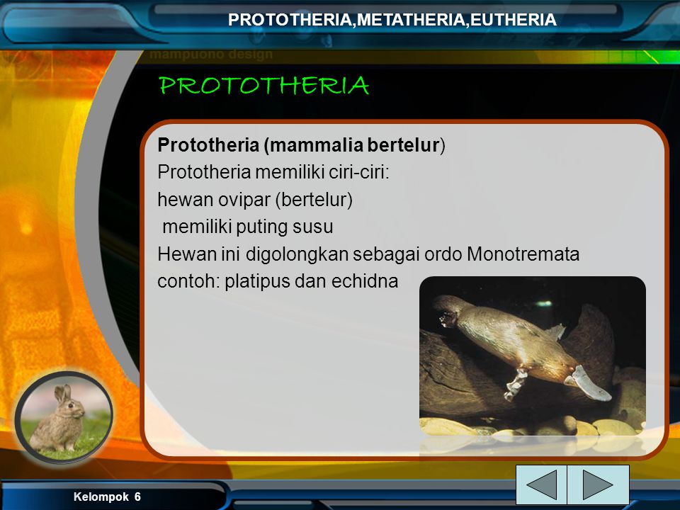 PROTOTHERIA Prototheria (mammalia bertelur)