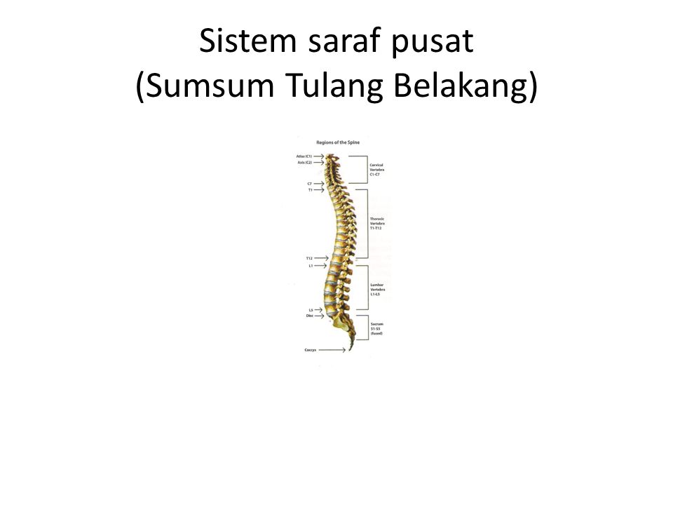 Sistem saraf pusat (Sumsum Tulang Belakang)