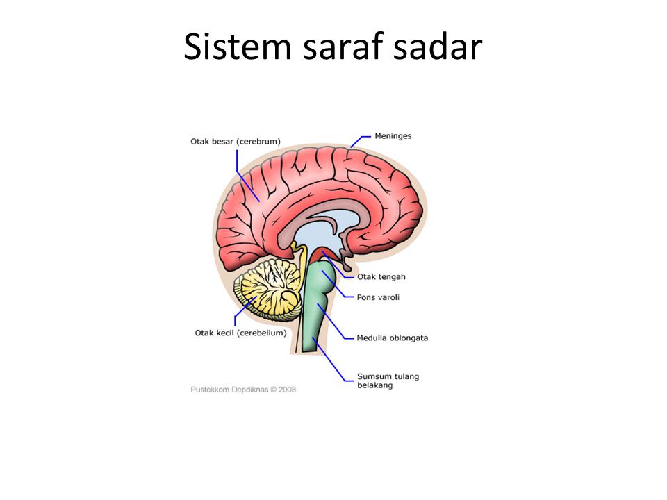 Sistem saraf sadar