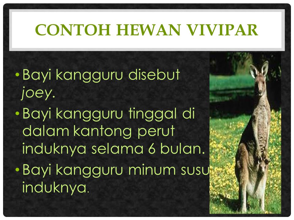 Contoh hewan vivipar Bayi kangguru disebut joey.