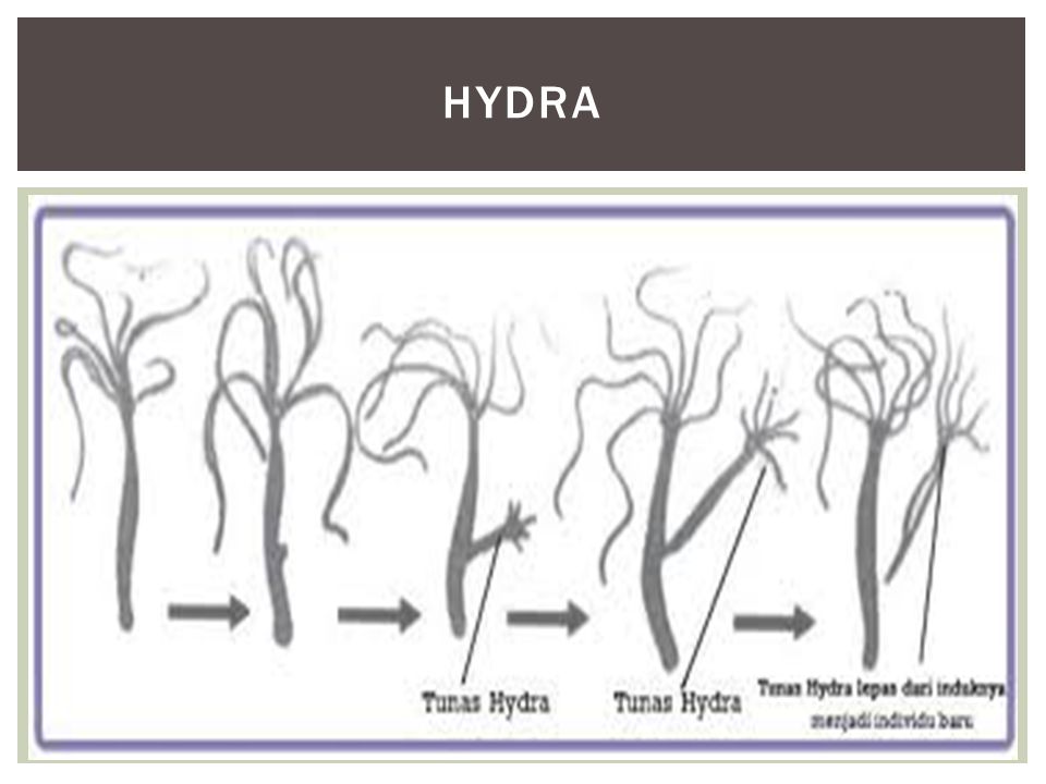 48 Gambar Hewan Hydra Dengan Cara Perkembangbiakan HD Terbaru