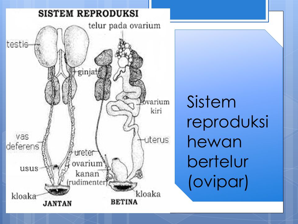 Sistem reproduksi hewan bertelur (ovipar)