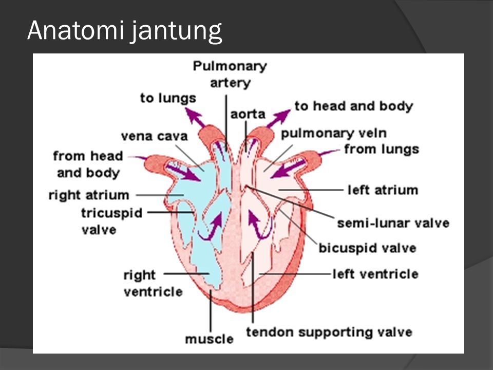 Anatomi jantung