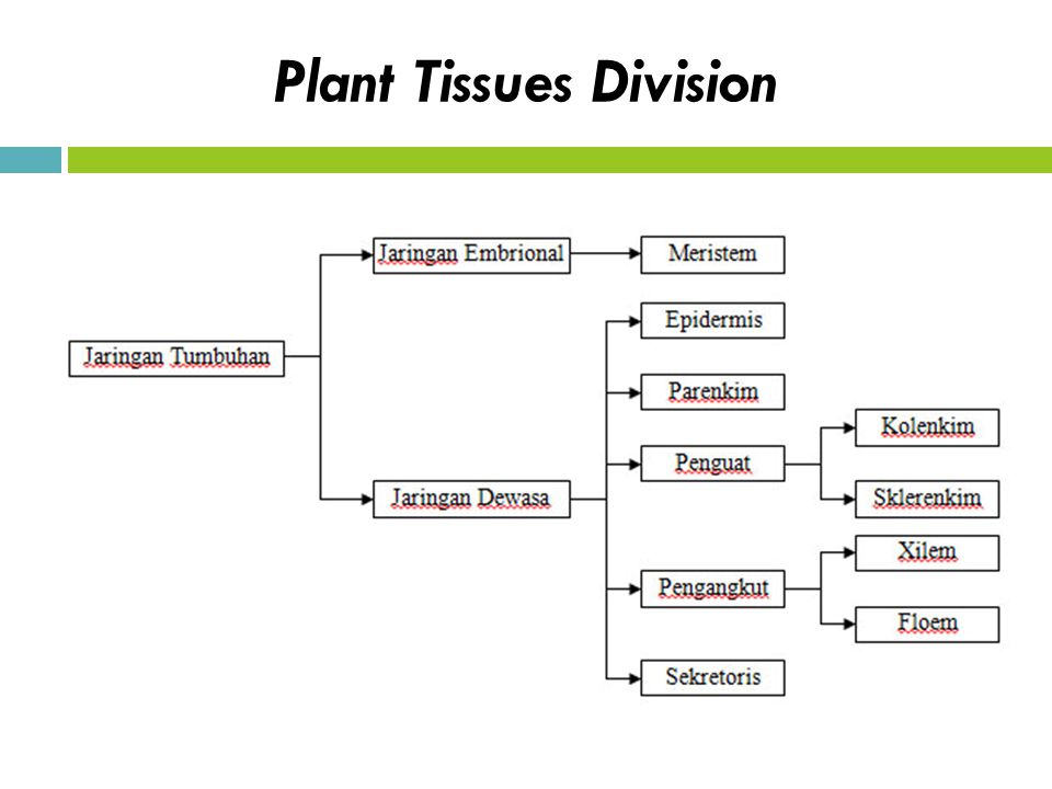 Plant Tissues Division