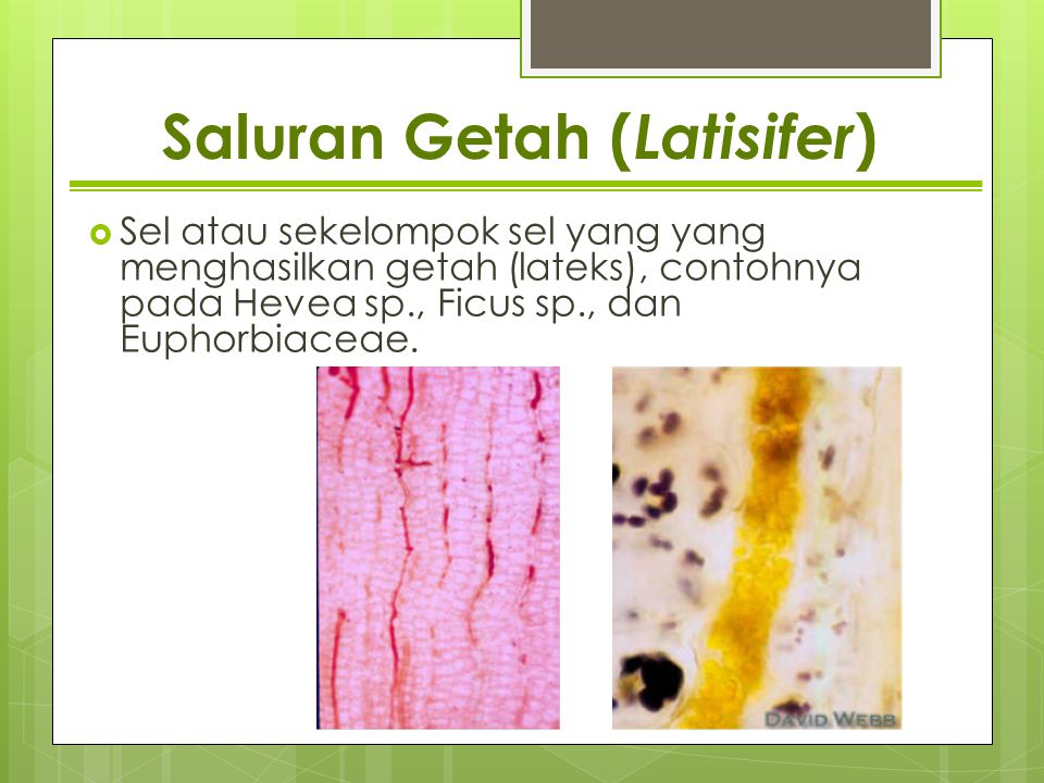 Saluran Getah (Latisifer)