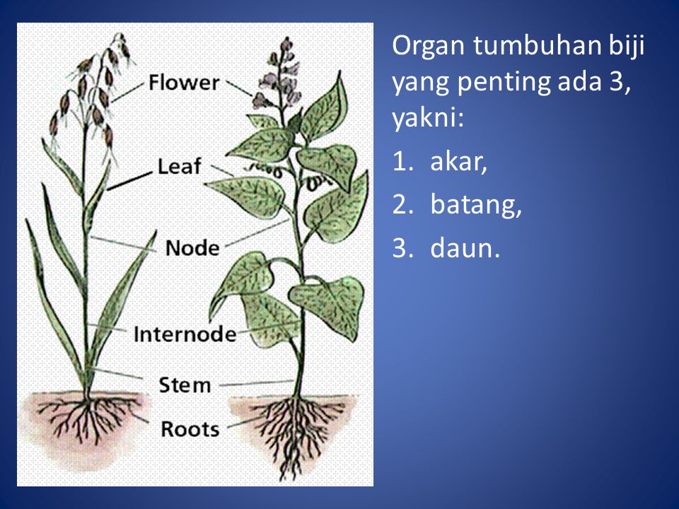 Organ tumbuhan biji yang penting ada 3, yakni: