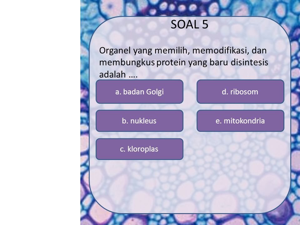 SOAL 5 Organel yang memilih, memodifikasi, dan membungkus protein yang baru disintesis adalah …. a. badan Golgi.