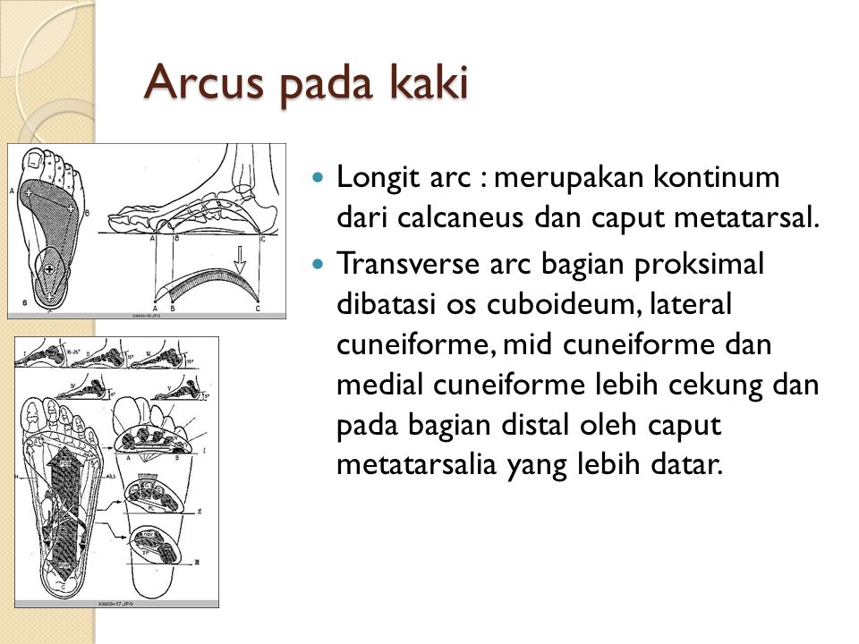 Arcus pada kaki Longit arc : merupakan kontinum dari calcaneus dan caput metatarsal.