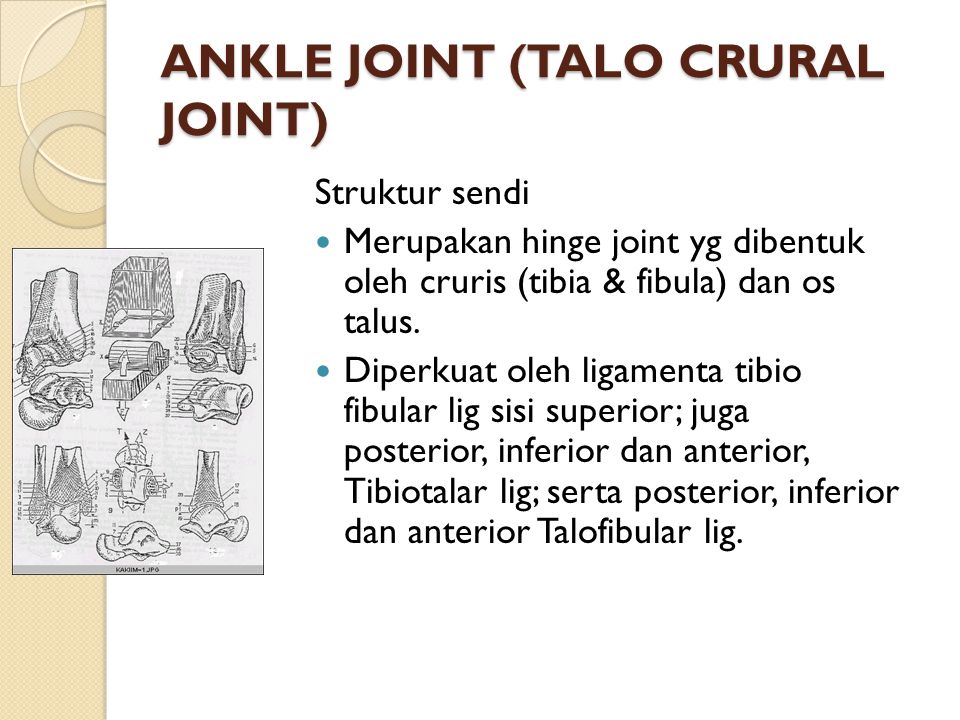 ANKLE JOINT (TALO CRURAL JOINT)