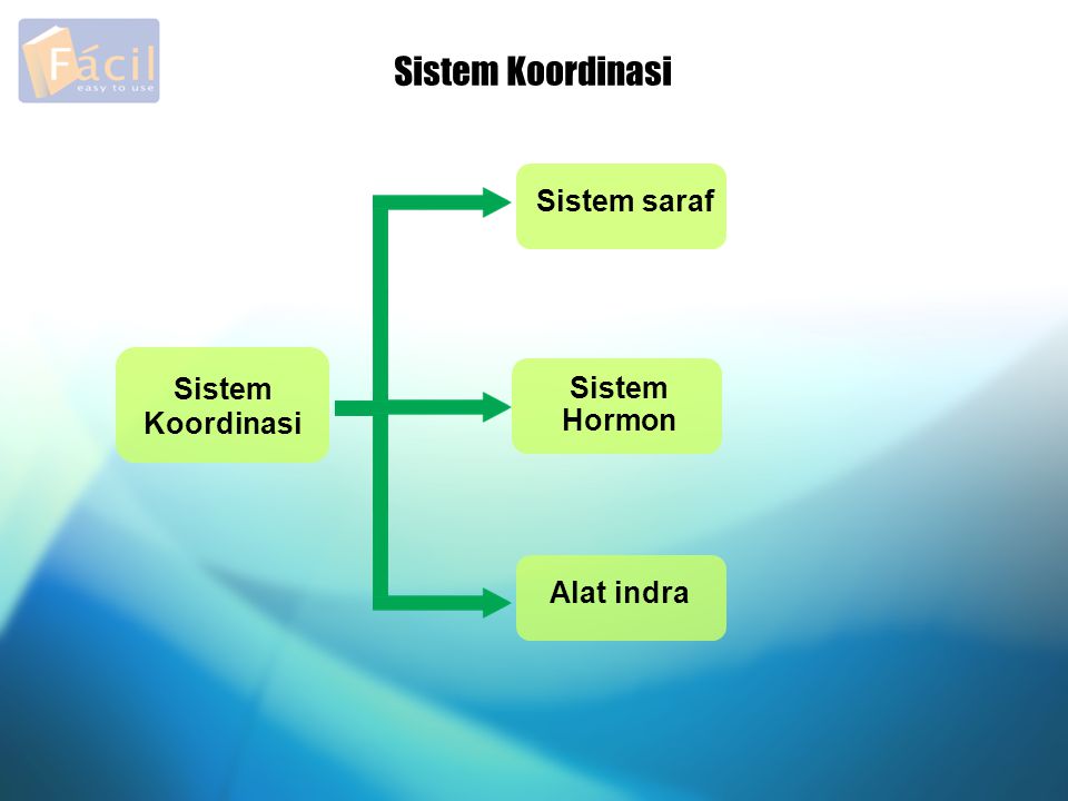 Sistem Koordinasi Sistem saraf Sistem Koordinasi Sistem Hormon