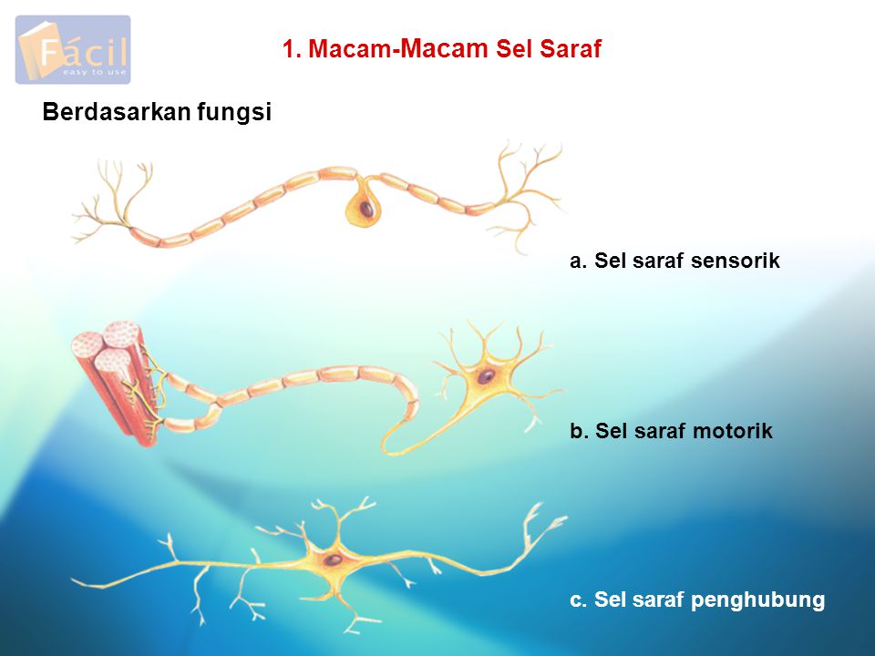1. Macam-Macam Sel Saraf Berdasarkan fungsi a. Sel saraf sensorik