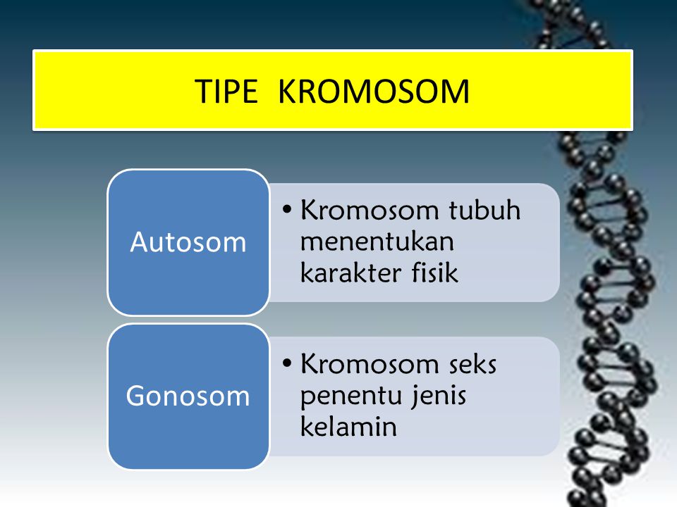 TIPE KROMOSOM Autosom Gonosom Kromosom tubuh menentukan karakter fisik