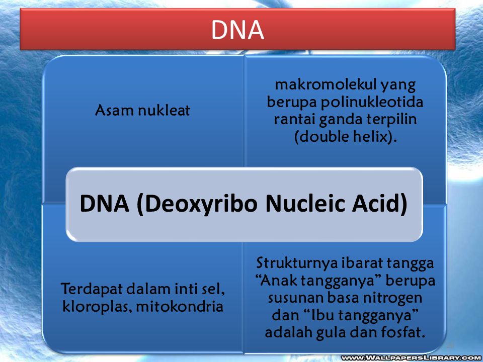 DNA DNA (Deoxyribo Nucleic Acid) Asam nukleat. makromolekul yang berupa polinukleotida rantai ganda terpilin (double helix).