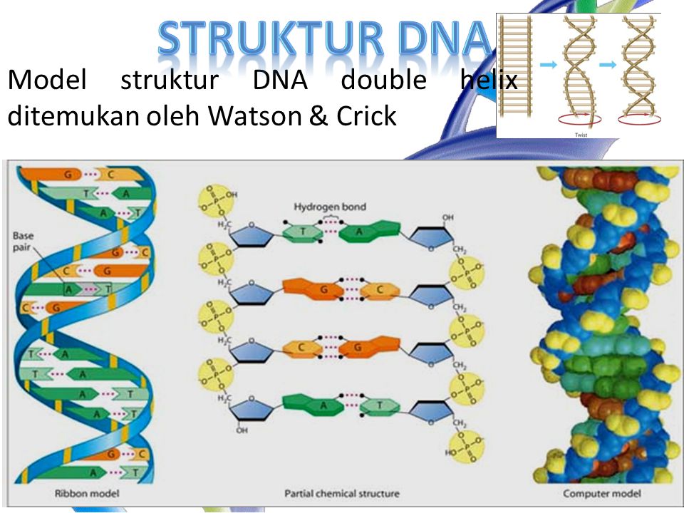 Struktur DNA Model struktur DNA double helix ditemukan oleh Watson & Crick