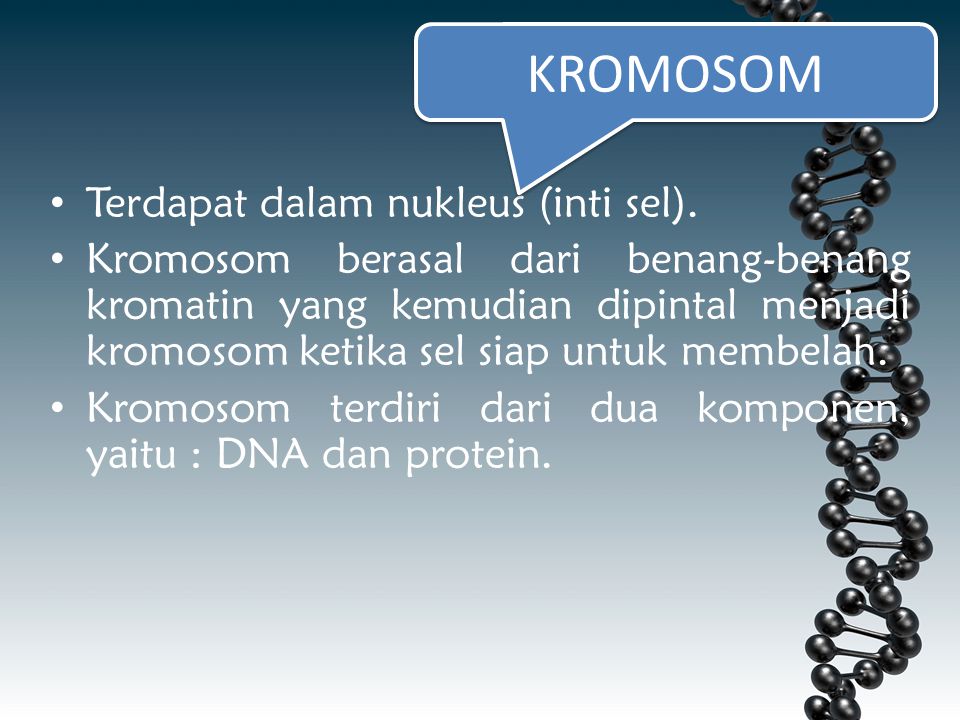 KROMOSOM Terdapat dalam nukleus (inti sel).