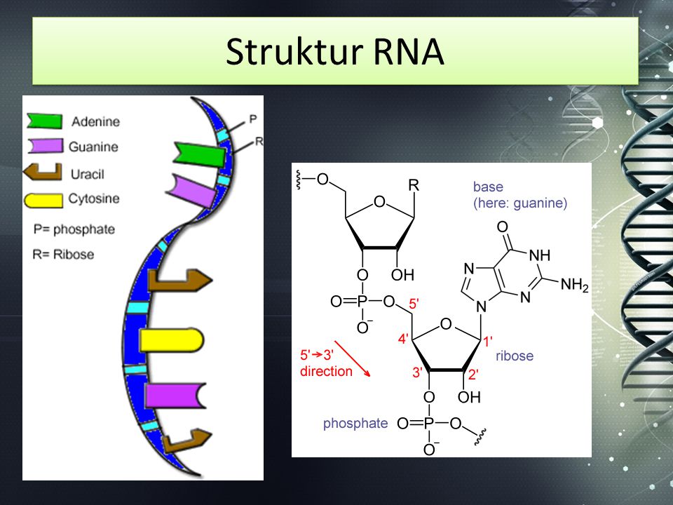 Struktur RNA