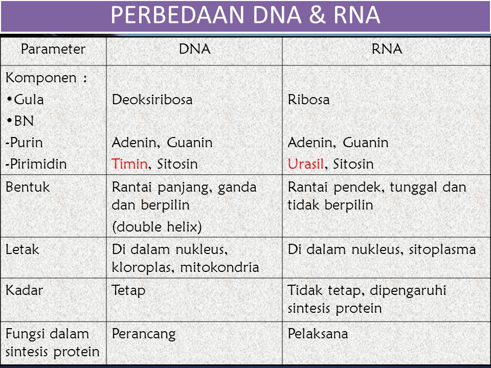 PERBEDAAN DNA & RNA Parameter DNA RNA Komponen : Gula BN Purin