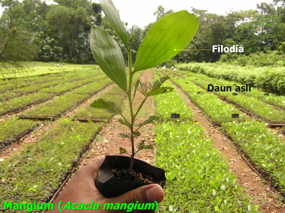 Mangium (Acacia mangium)