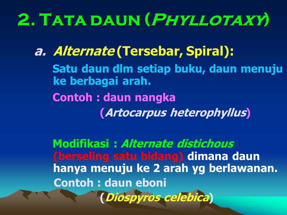 2. Tata daun (Phyllotaxy)