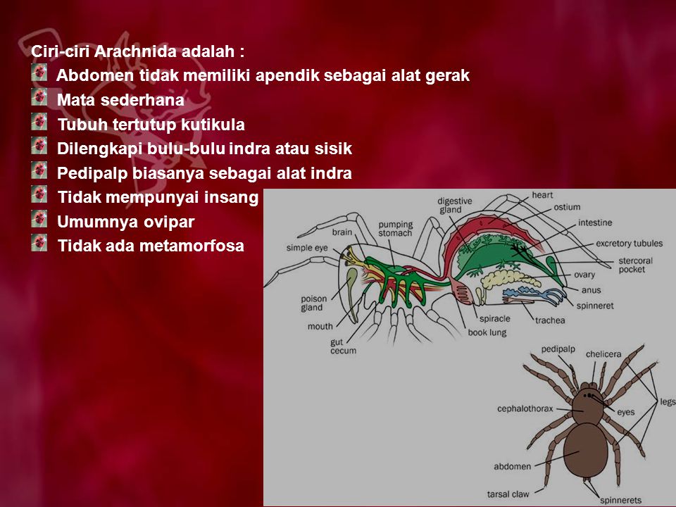 Alat Ekskresi Arachnida Ruang Soal