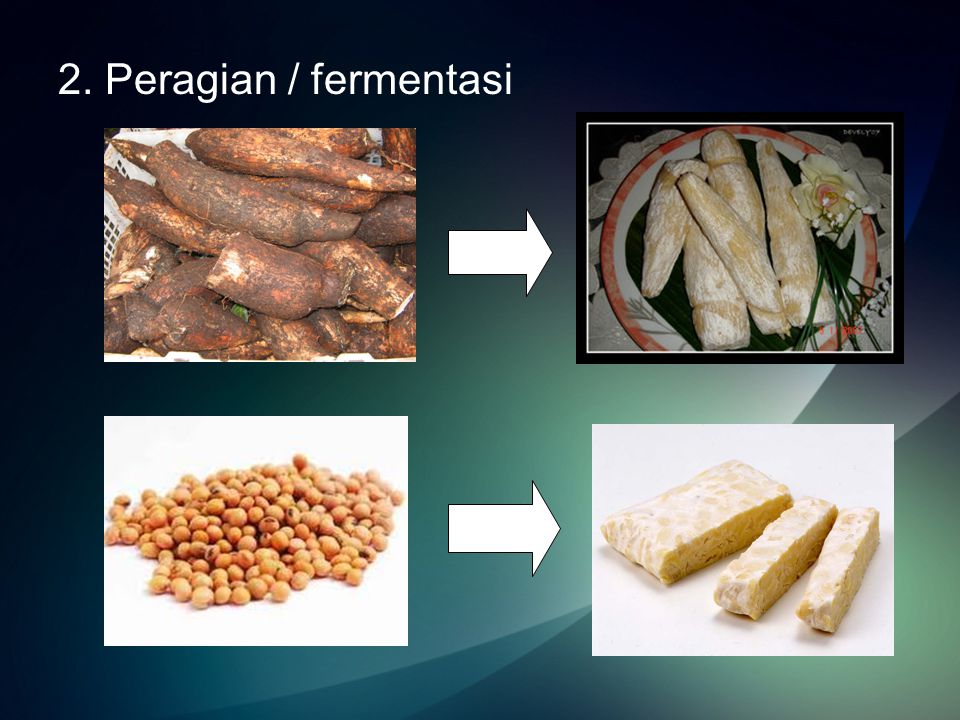 2. Peragian / fermentasi