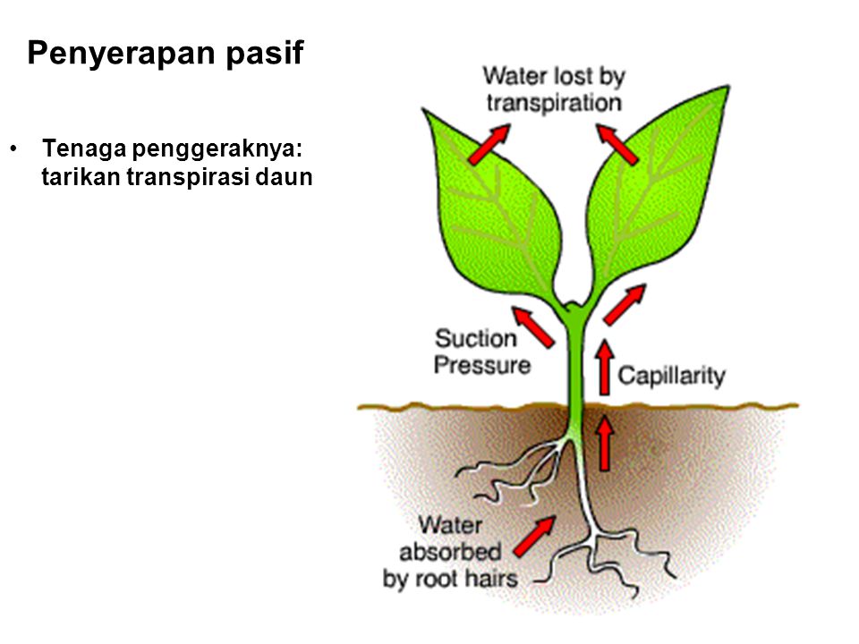 Penyerapan pasif Tenaga penggeraknya: tarikan transpirasi daun