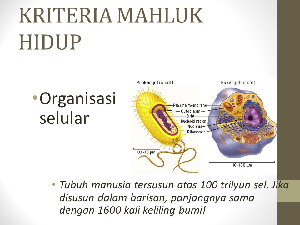 KRITERIA MAHLUK HIDUP Organisasi selular