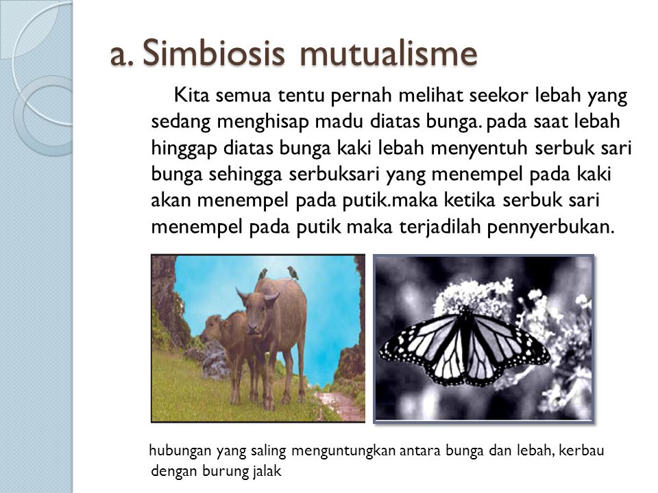a. Simbiosis mutualisme