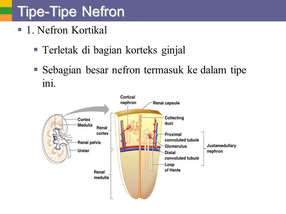 Tipe-Tipe Nefron 1. Nefron Kortikal Terletak di bagian korteks ginjal