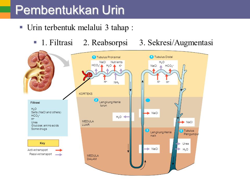 Pembentukkan Urin Urin terbentuk melalui 3 tahap :