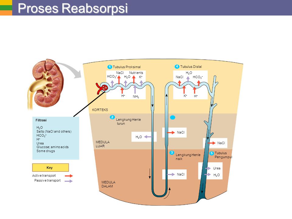 Proses Reabsorpsi 1 Tubulus Proksimal 4 Tubulus Distal Nutrients HCO3