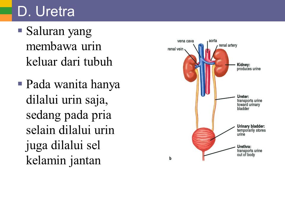 D. Uretra Saluran yang membawa urin keluar dari tubuh