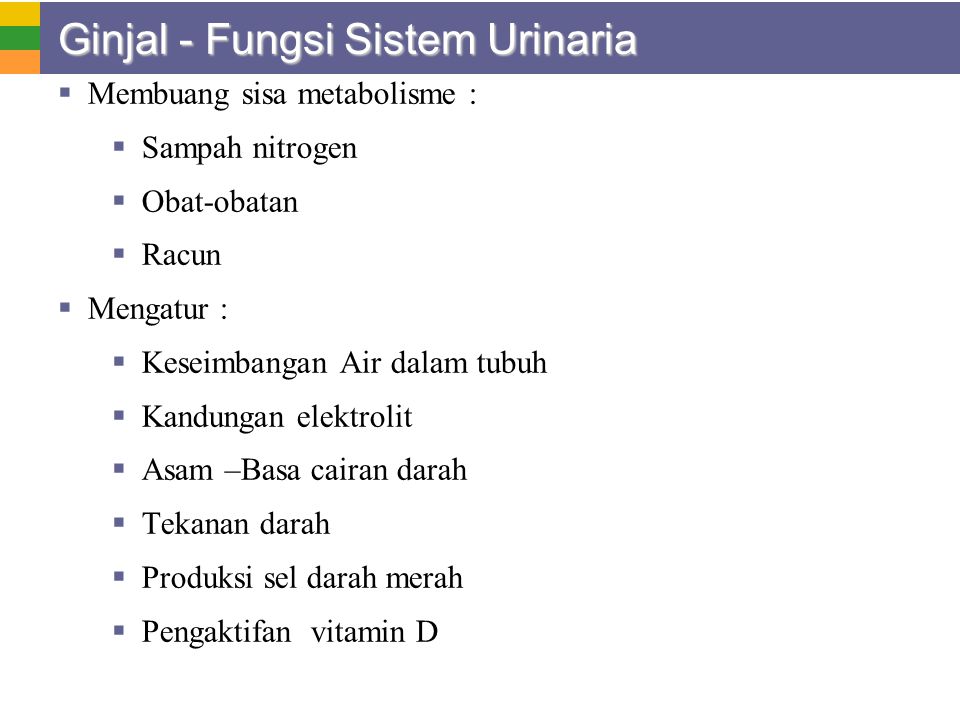 Ginjal - Fungsi Sistem Urinaria