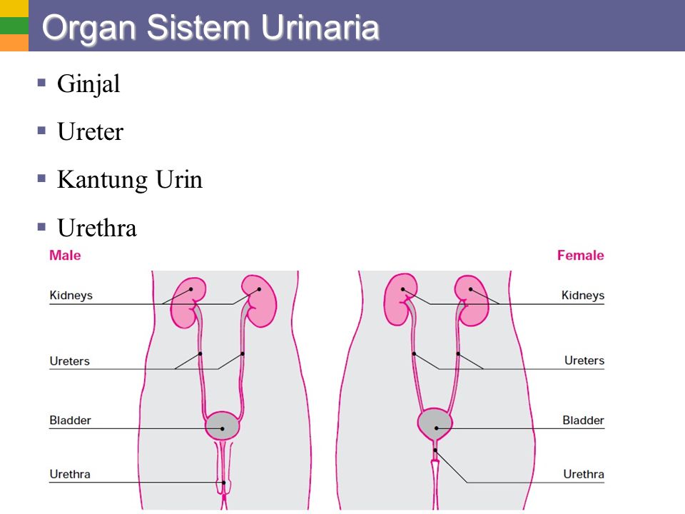 Organ Sistem Urinaria Ginjal Ureter Kantung Urin Urethra
