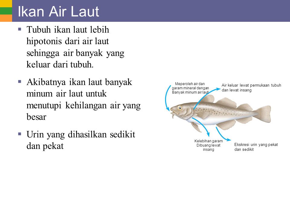 Ikan Air Laut Tubuh ikan laut lebih hipotonis dari air laut sehingga air banyak yang keluar dari tubuh.