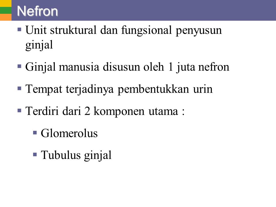 Nefron Unit struktural dan fungsional penyusun ginjal