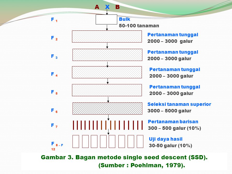 Gambar 3. Bagan metode single seed descent (SSD).