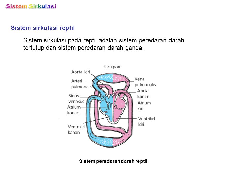 Sistem Sirkulasi Sistem sirkulasi reptil