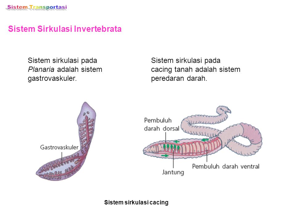 Sistem Sirkulasi Invertebrata
