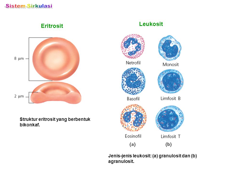 Sistem Sirkulasi Leukosit Eritrosit