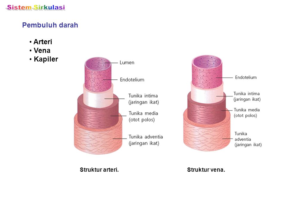 Sistem Sirkulasi Pembuluh darah Arteri Vena Kapiler Struktur arteri.