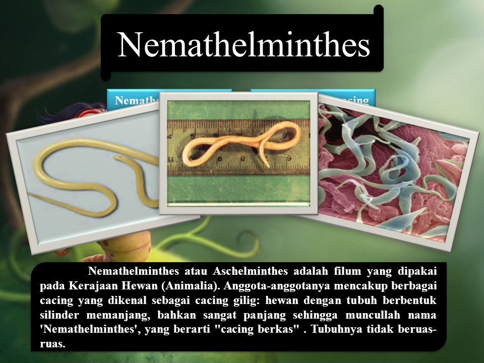 Nemathelminthes kelas, Klasifikasi Hewan Invertebrat1 - Nemathelminthes contoh kelas
