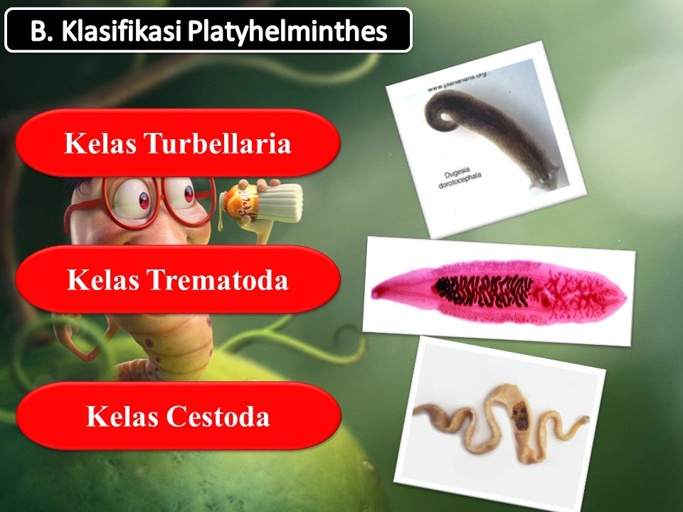 Cestoda platyhelminthes, A Metazoa filogénia feltételezett útvonalai - ppt letölteni
