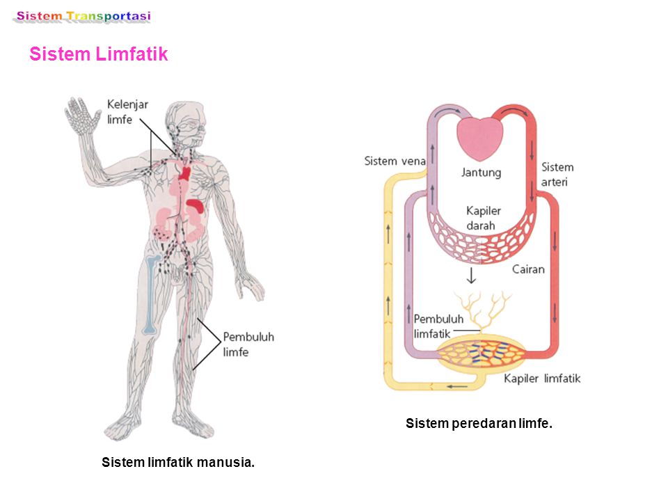 Sistem peredaran limfe. Sistem limfatik manusia.