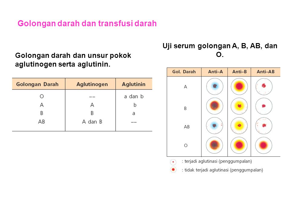 Uji serum golongan A, B, AB, dan O.